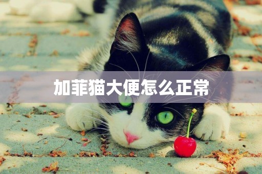 加菲猫大便怎么正常